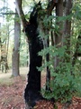dsc00185.jpg